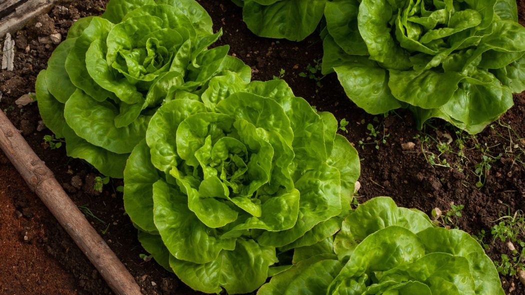 3 raisons de choisir un carré potager en bois non traité !