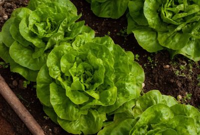 3 raisons de choisir un carré potager en bois non traité !