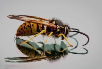 Les dangers du nid de frelons asiatiques et comment s'en protéger !