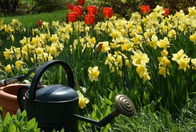 L'avantage de suivre un blog de conseils pour les passionnés de jardinage