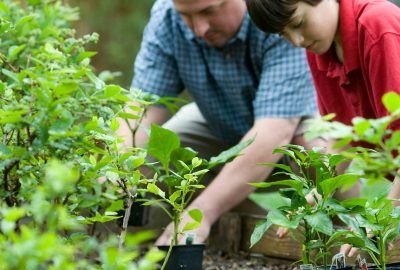 Optez pour l'engrais bio, la solution naturelle pour vos plantes