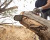 Élagage d’arbres : pourquoi confier l’intervention à des experts ?