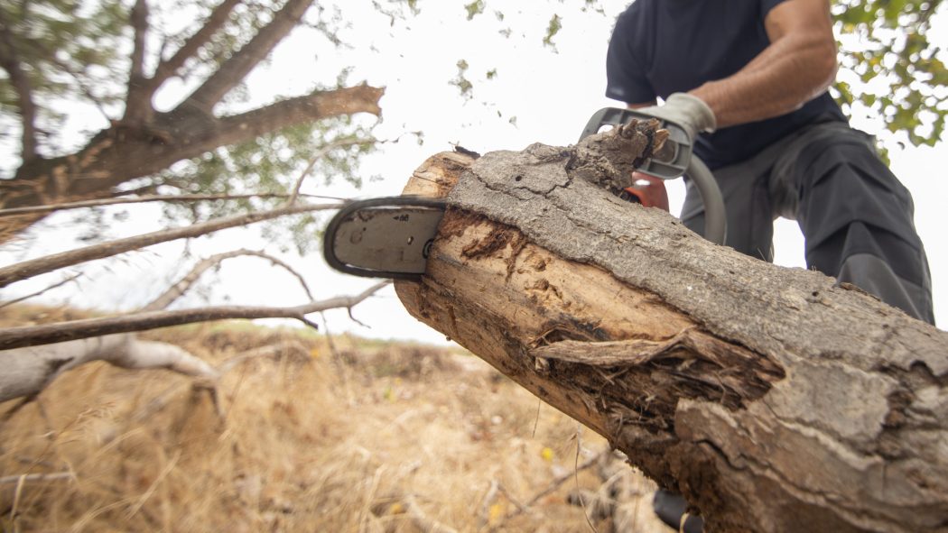 Élagage d’arbres : pourquoi confier l’intervention à des experts ?