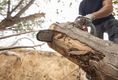 Élagage d’arbres : pourquoi confier l’intervention à des experts ?
