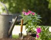 Jardinage à domicile : la solution idéale pour les particuliers occupés