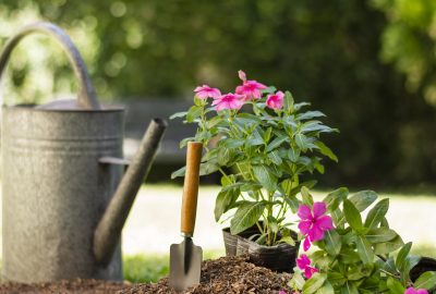 Jardinage à domicile : la solution idéale pour les particuliers occupés