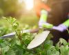 Jardinage à domicile : plus de confort et moins d’effort !