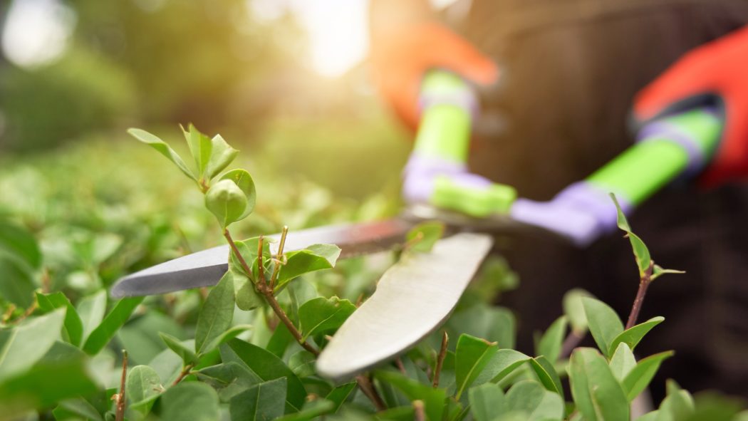 Jardinage à domicile : plus de confort et moins d’effort !